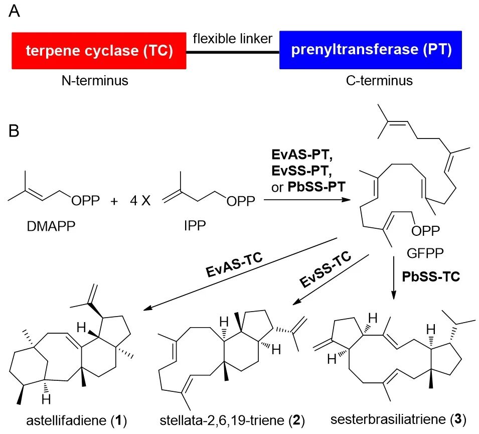 19b74a0ec9cd4626a8a06d2a0afa8fd1.jpg 19b74a0ec9cd4626a8a06d2a0afa8fd1.jpg
